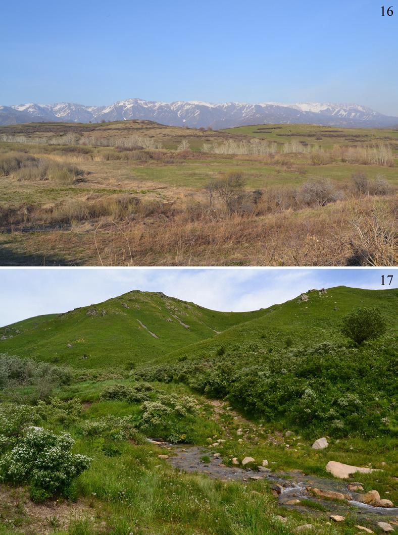 Volynkin et al. First record of Shargacucullia from Altai Mountains 737 Figure 18. East Kazakhstan, Tarbagatai Mountains, 9.5 km ENE of Tasaryk village, 705 m. 47 08 04.6 N, 081 24 51.