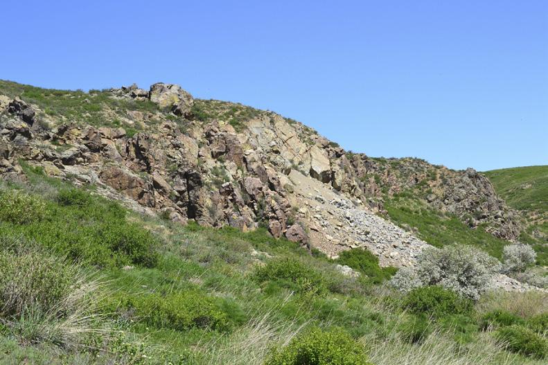 42 E, 960 m, 20 April 2014, the habitat of Sh. verbasci. 17. 6.7 km N of Kyzymbet (Alekseevka) village, 47 18 21.9 N, 081 32 9.1 E, 1300 m, 9 June 2013, the habitat of Sh. xylophana.