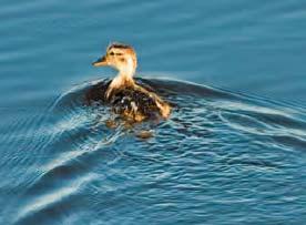 Energy in a Wave The average power: P ave 1 2 F 2 A 2 Duck swimming When a duck swims, it necessarily produces waves on the surface of the water.