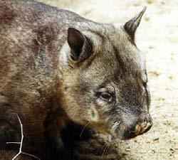 Large Herbivores Ground-dweller Northern Hairy-nosed Wombat Lasiorhinus krefftii Large sized, herbivore, ground-dwelling (LHG)