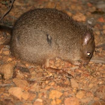 Medium Omnivores Ground-dweller Brush-tailed Bettong Bettongia ogilbyi Many large mammals may have been