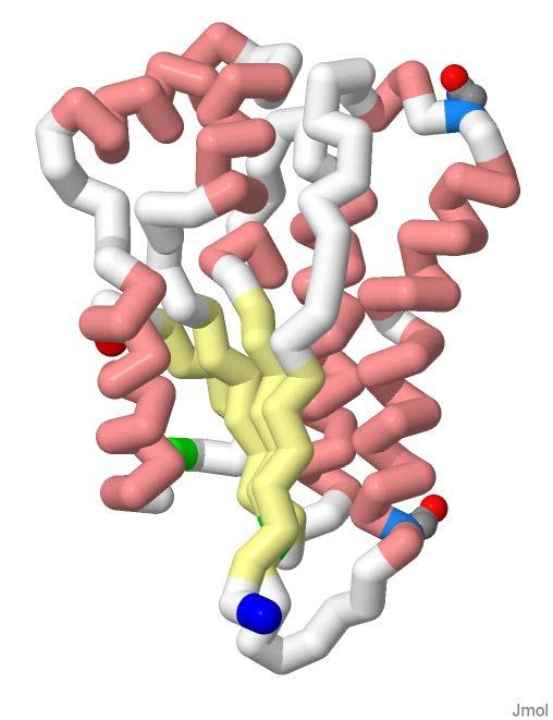 Dimerizatin Dmain (1 pt maximum) Asn116 Sepiapterin reductase functins as a dimer.