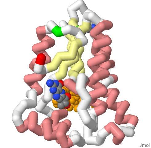Substrate in Active Site (1 pt maximum) Bipterin is bund t sepiapterin reductase in the active site pcket. This is displayed in cpk clring in the mdel and in the image at the right.