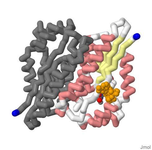 Additin f a Secnd Mnmer t Frm a Dimer (1 pt maximum) Sepiapterin reductase functins as a dimer. Teams may pt t display a secnd mnmer t shw hw the dimer interacts.