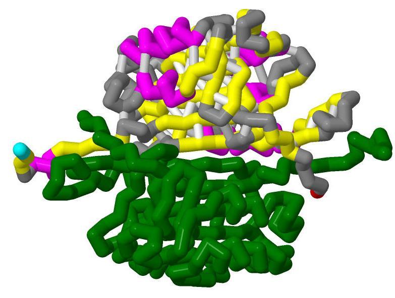 Teams may elect t add t their mdel anther caspase mnmer. In this PDB file, Chains C and D cmprise the 2 nd caspase mnmer, as shwn in the figure t the right clred green.