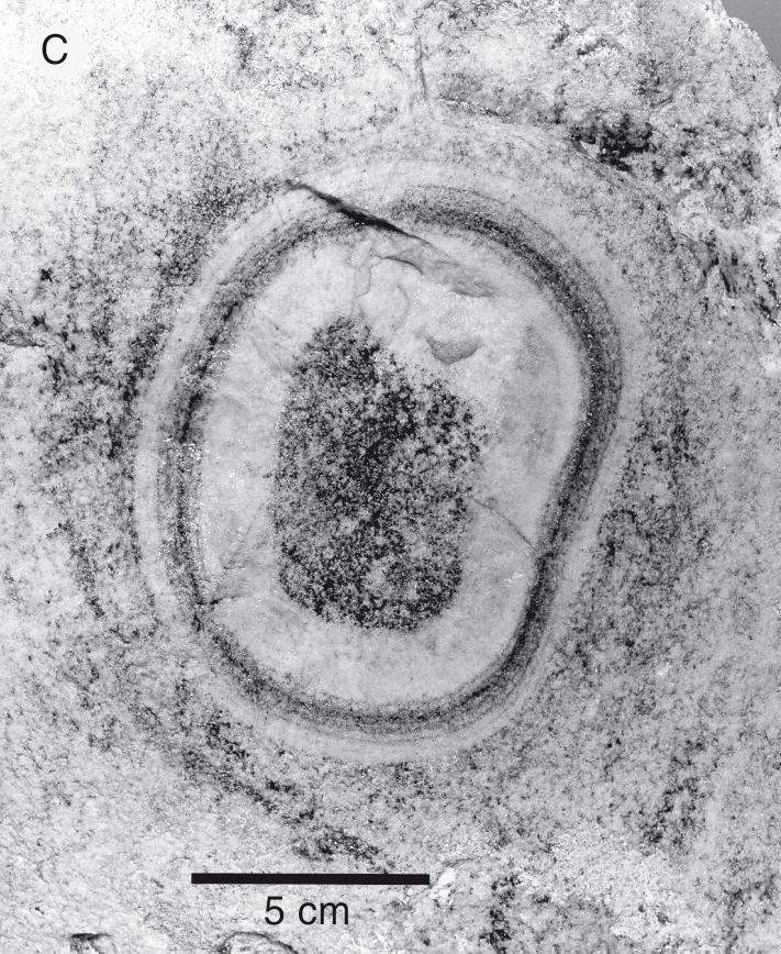 Illuluarsuit Nunataat; largest diameter of orbicule 13 cm.