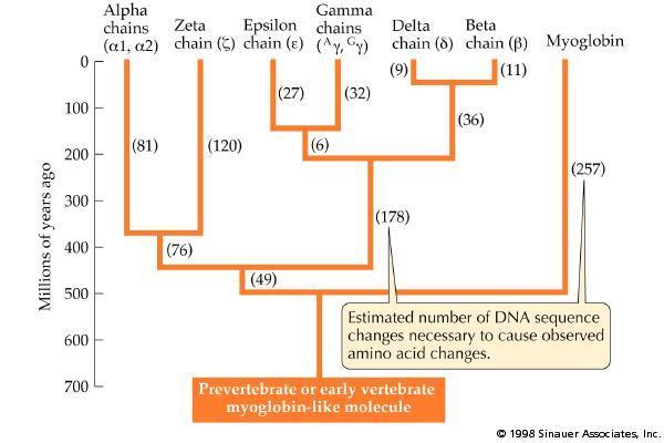 A Globin Gene Tree The globin family gene tree suggests that myoglobin diverged from modern hemoglobin precursors