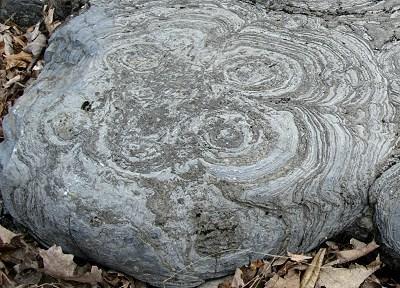 Modern stromatolites in Shark Bay, Western