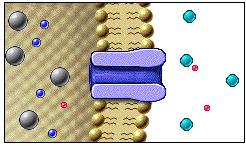 Indicate the direction of the chemical force in a non-excitable cell with an arrow. Color code the ions and ion channel: Page 8.