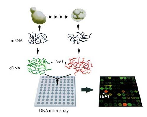 Biochip basics Bioinformatics pipeline Terminology Sample (Target): RNA (cdna) hybridized to the array, aka target, mobile substrate. Probe: DNA spotted on the array, aka spot, immobile substrate.