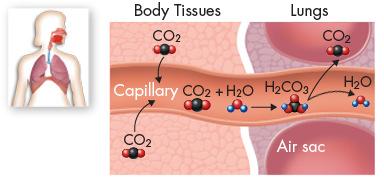 Number 7 Chemical reaction in your bloodstream As CO 2 enters the blood, it reacts with water to produce carbonic acid (H 2 CO 3 ), which is highly soluble