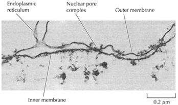 Nuclear envelope: Two membranes Underlying nuclear lamina Nuclear pore complexes Outer membrane continuous with ER;