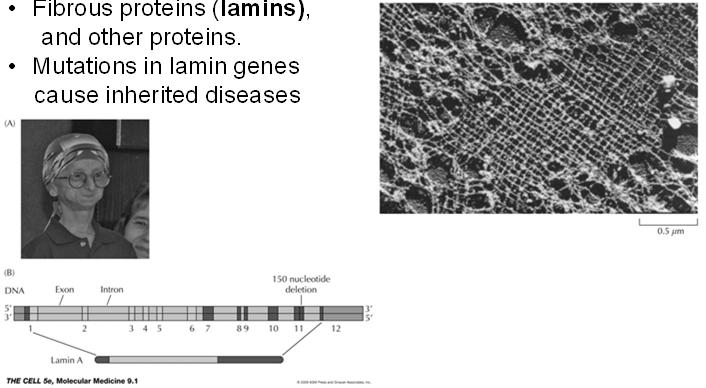 Mutations in lamin genes cause inherited diseases Fig. 9.