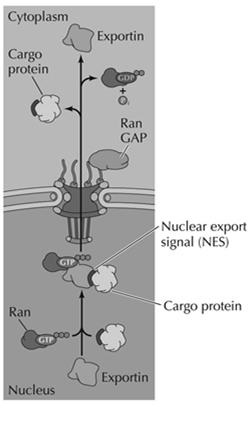 nucleus: enzyme localization: GAP does GTP hydrolysis in cytoplasm GEF does GDP/ GTP exchange in nucleus (Fig. 9.