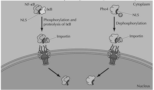 Regulation of Protein transport is another point at which nuclear protein activity can be controlled: Regulation of import, export of