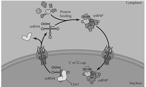 rrnas associate with ribosomal proteins, specific RNA processing proteins in nucleolus (Fig. 9.31).