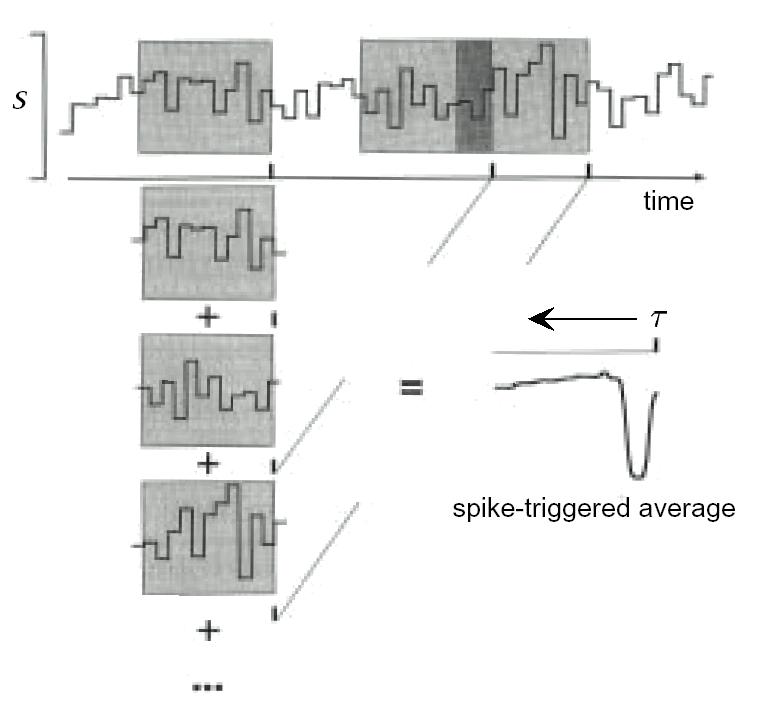 Spike-Triggered Average Spike Triggered Average and Stimulus-Response Correlation Spike-triggered average can be represented as: C(τ) = 1 n dt ρ(t) s(t τ) = 1 n dt r(t)s(t τ).