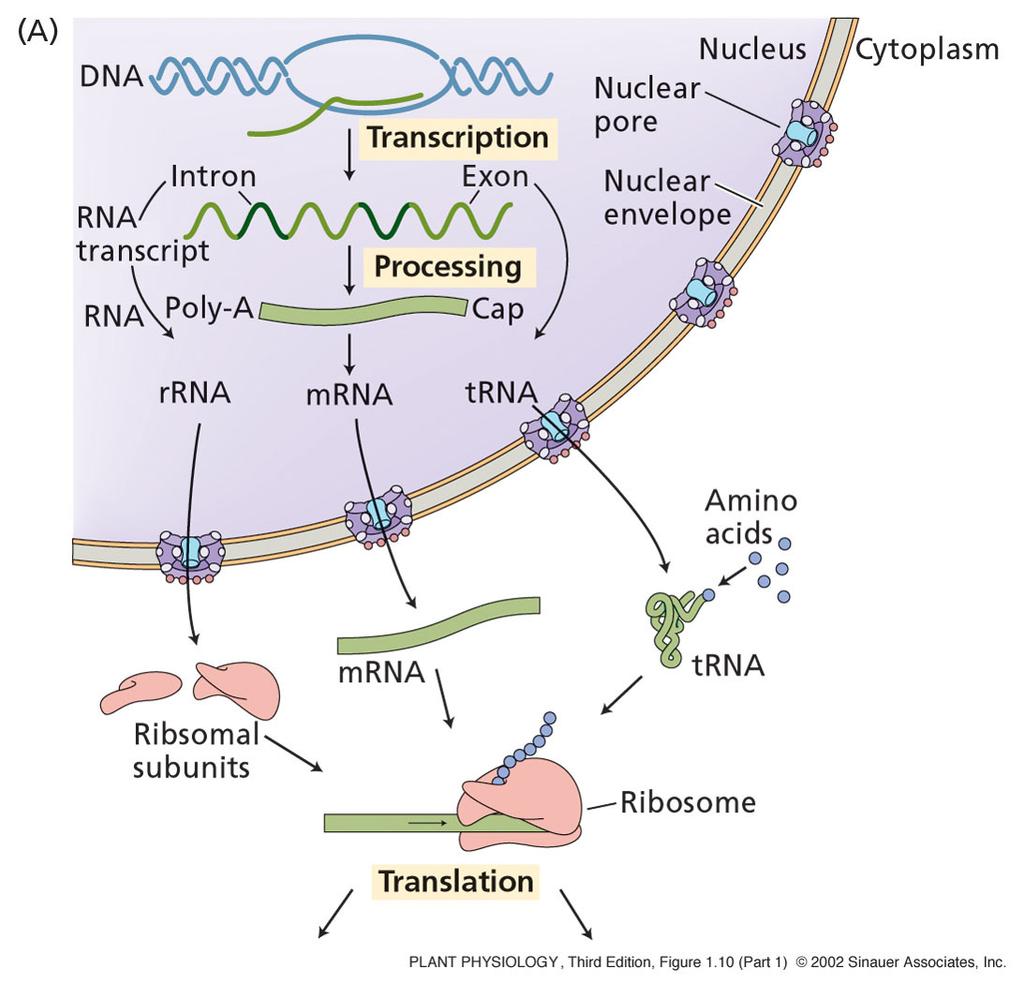 Different RNAs