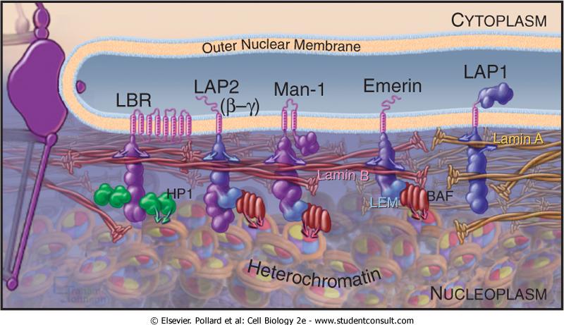 SEVERAL MAJOR INTEGRAL MEMBRANE PROTEINS OF THE INNER NUCLEAR MEMBRANE INTERACT WITH BOTH THE NUCLEAR LAMINA AND CHROMATIN.