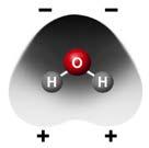 3. Two or more water molecules stay together because of the positive and negative parts of the molecules attracting each other. 4.