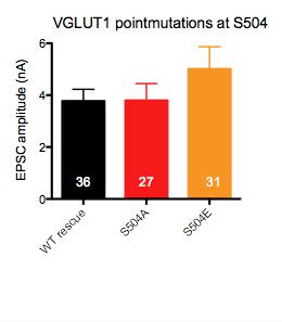 Results in vivo as well. The influence, for instance of electrical stimulation on protein phosphorylation or by other cellular events was not investigated in this study.