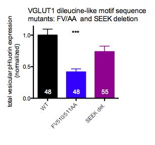 To monitor potential fluorescence changes after high frequency stimulation (5 Hz, 300AP, start red arrow) VGLUT1 mutant constructs (S504EEK507 deletion (purple) and FV510/511AA (blue)) were tagged