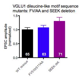 Results In addition, during the phulorin-based imaging experiments, the electrophysiology of the VGLUT1 S504EEK507 deletion and the FV510/511AA mutant were analyzed.