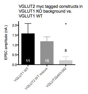 Results VGLUT2 WT rescue (109.6± 33.7pC in VGLUT1 WT, 107.3± 36.9pC in VGLUT2 WT resc., 55.6± 18.9pC in VGLUT2 C-term trunc., fig.19b).