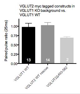 with endogenously expressed VGLUT1 WT: to investigate the neurotransmission of myc tagged VGLUT2 constructs hippocampal VGLUT1 KO neurons were lentiviral infected to express these constructs in