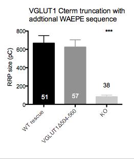 Unexpected, ICC quantifications show a significantly reduced protein expression of VGLUT1 504-560 compared to the WT rescue levels, even though the NT release is not affected (1± 0.09 in WT resc., 0.