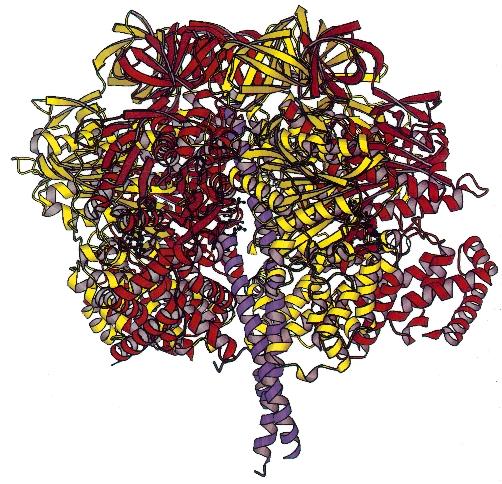 The Native Structure of Proteins is Unique and Complex Bovine F1