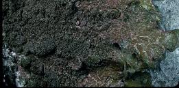 Comments: Melanelia subaurifera is the most common and widespread of the camouflage lichens in eastern North America and is the only bark-dwelling species of that genus