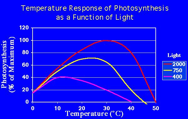 What are the effects of CO 2, light