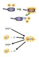 Electron Carriers NADP + +2e - + H + NADPH 86 NADPH carries high energy