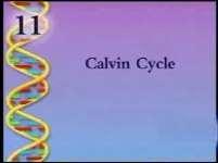 Calvin Cycle Click the image to play the video segment.