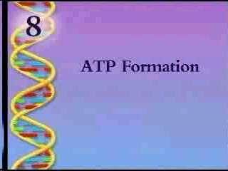 ATP Formation Calvin Cycle Click the image to play the video segment.