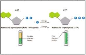 Releasing energy by subtracting a phosphate from ATP Figure 8-3 Comparison of ADP and ATP to a Battery ATP ADP ADP ATP Energy Energy Energy Adenosine diphosphate (ADP) + Phosphate Energy Adenosine