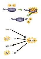 NADPH 35 Concept Map of the rxns of photosynthesis NADPH carries high energy electrons (ATP is a more stable molecule used for cellular