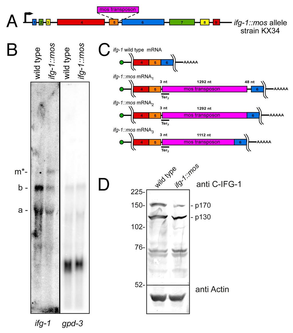 the ifg-1::mos strain lead to a similar induction of germ cell apoptosis. To observe and count apoptotic corpses in the gonad, ifg-1::mos was crossed into a CED-1::GFP-expressing strain.
