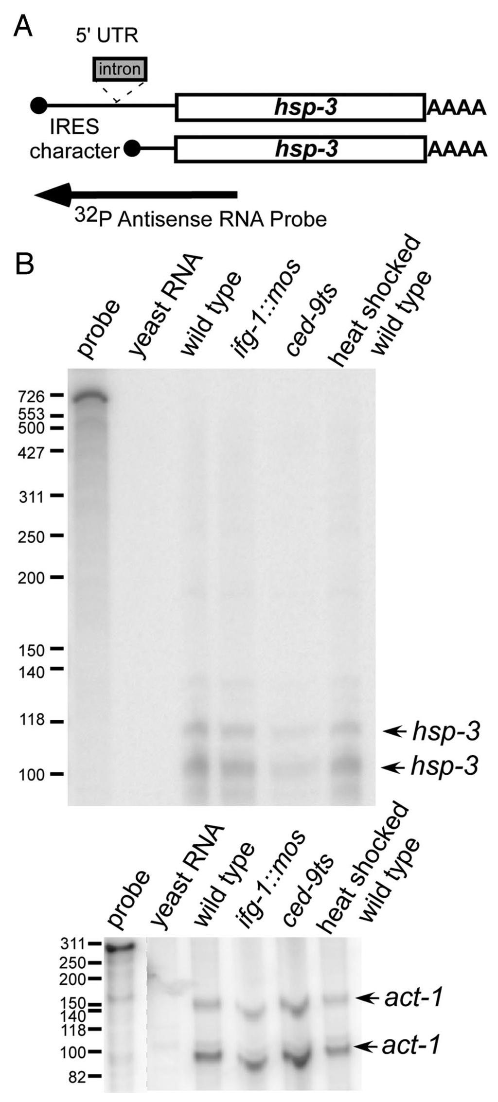 Figure 4. 5 UTR extended hsp-3 mrna is not detected. (A) Diagram indicating the coverage of the hsp-3 mrna probe.