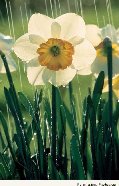 Like other members of the plant genus Narcissus, the daffodil appears to look downward, as if contemplating its reflection.
