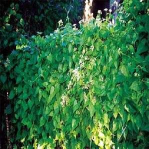 Mikania macrantha-
