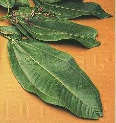 leaf)  (leaves and