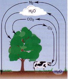 Chapter 5 Gases and the Kinetic-Molecular Theory Name (Formula) Methane (CH 4 ) Ammonia (NH 3 ) Chlorine (Cl 2 ) Oxygen (O 2 ) Ethylene (C 2 H 4 ) Origin and Use natural deposits; domestic fuel from