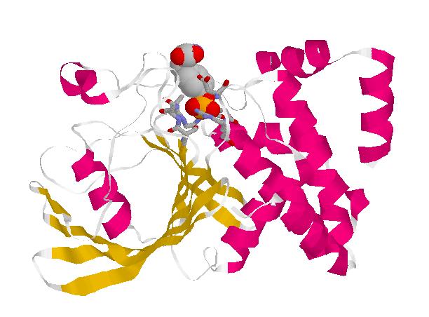 Active site Protein Tyrosine Phosphatase 1B (PDB entry: 1pty) complexed with a phosphotyrosine molecule. PDB JRNL REFERENCE for PDB ID=1pty: Puius, Y. A., Y. Zhao, M. Sullivan, D. S. Lawrence, S. C.