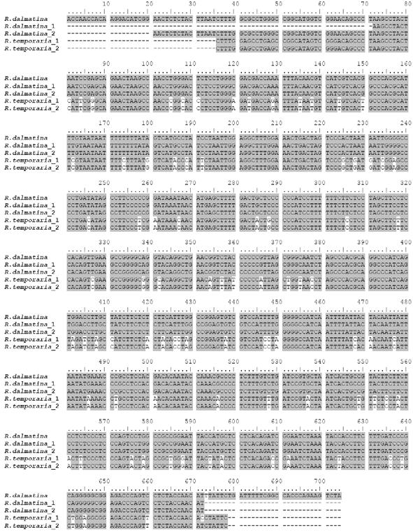 COI in European brown frogs 5 Figure 2: Alignment of Rana dalmatina and Rana temporaria COI partial coding sequences. The 704bps sequence obtained from the subcloned R.