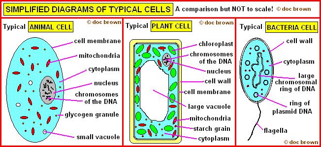 Cell Types and Organelles Cell - is the smallest unit that is alive and can carry on all the processes of life. Prokaryotic: cell that does not have a nucleus or other membrane-bound organelles.