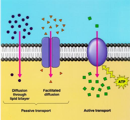 Cell Membrane Types of solutions: -Made up of biomolecules called phospholipids (fats that don t like water). -Phospholipid bilayer is the 2 layers of phospholipids that make up the cell membrane.