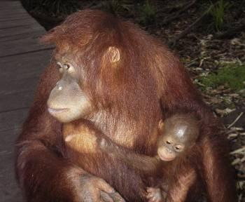 Today, 50 000 orang-utans are being threatened by