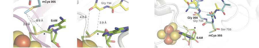 This observation is notable since these enzymes both form a protein centered radical in these regions upon 5 -da generation in the active site.